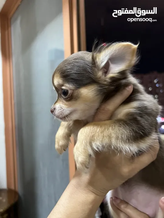 Chihuahua puppies