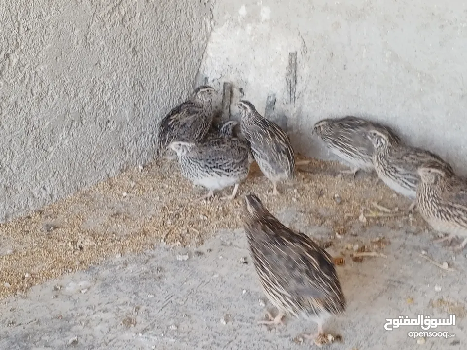 فربات للبيع ....