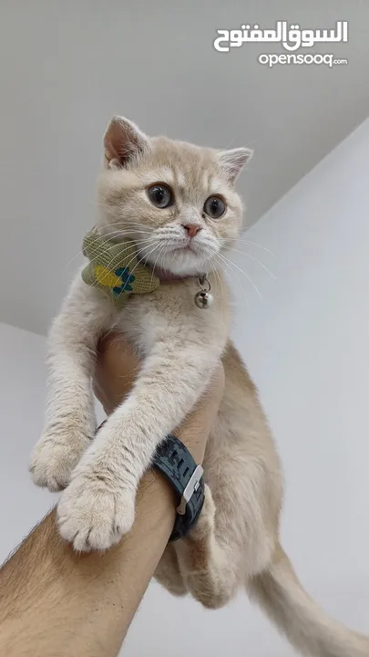 ذكر سكوتش شورت هير لون مميز