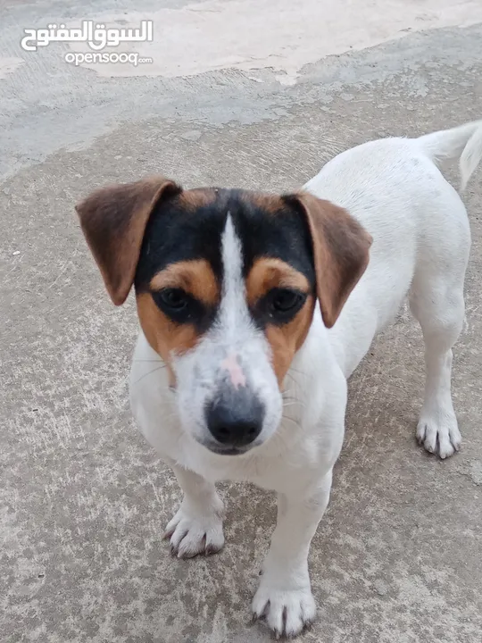 Kalba s8ira (jack russell) for sale