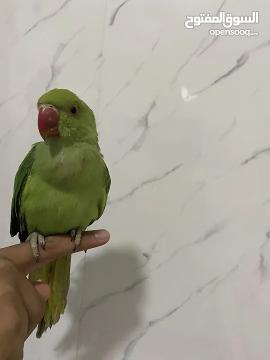 ببعاد دره اليف جدااااااااا