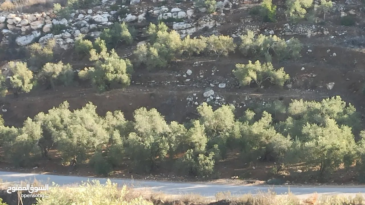 القبة الذهبية اراضي بلعا دير الغصون