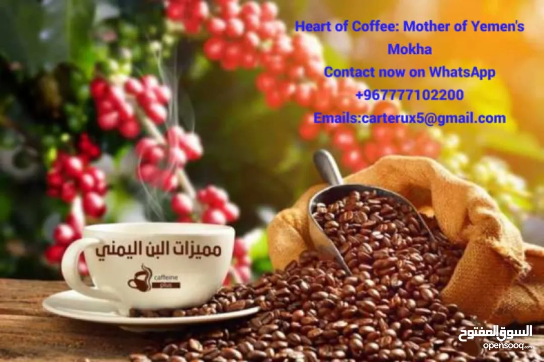 Yemen is one of the most renowned countries in the world for coffee cultivation, distinguished by it