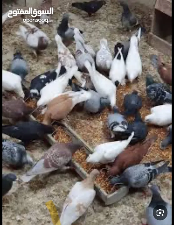 حمام بلدي بصلاتو عنبي