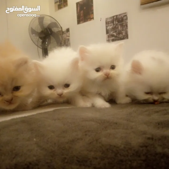 قطط شيرازي للبيع Persian cats for sale