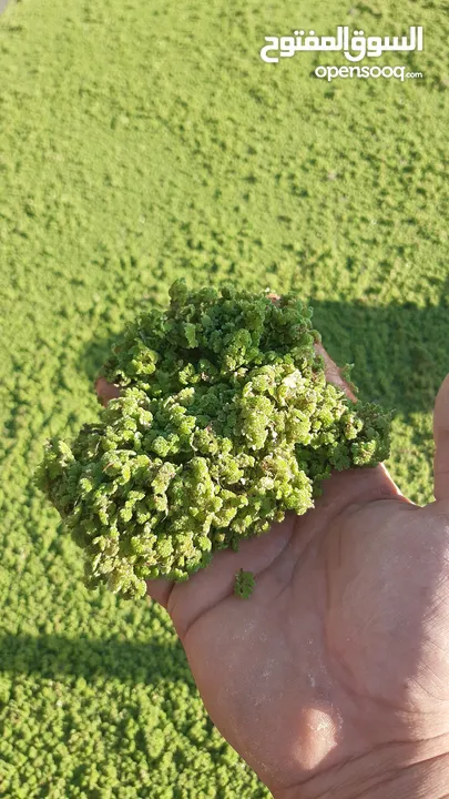 ازولا الاردنيه