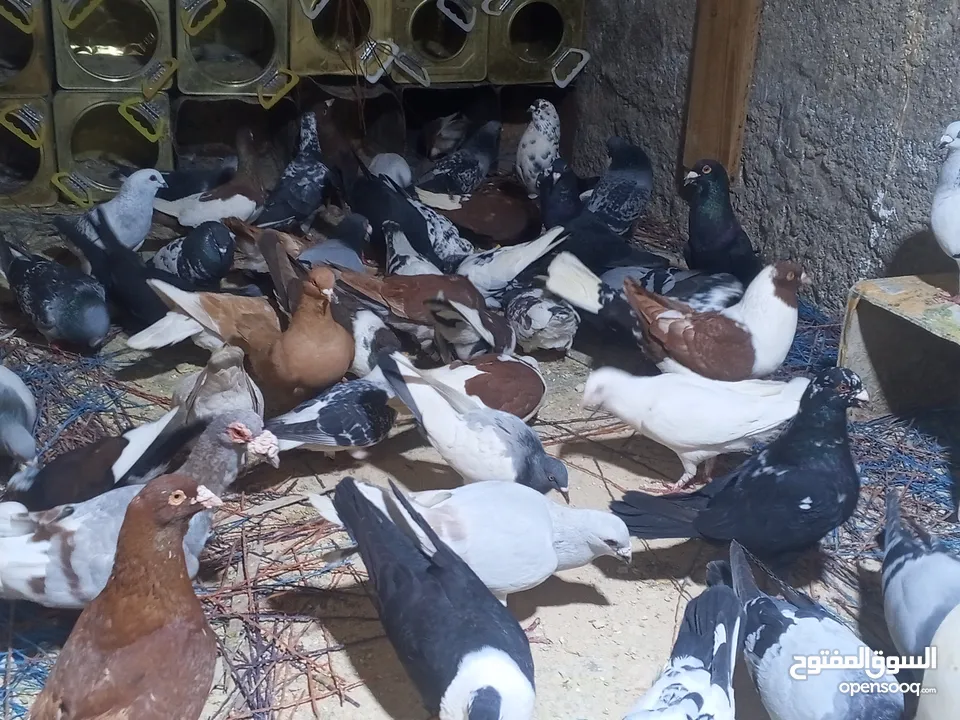 50 طير حمام زق وكش مشكلات فيهم جواز حلوات السعر 120