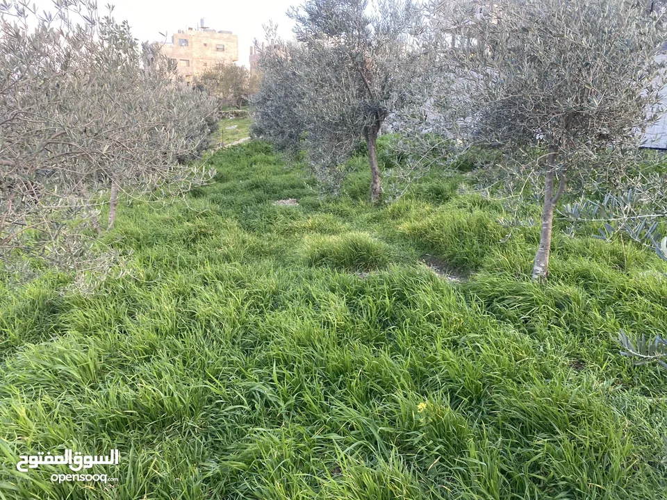 ‏أرض للبيع في أبو نجيم حلوة الأرض يطرح البركة لصاحب النصيب