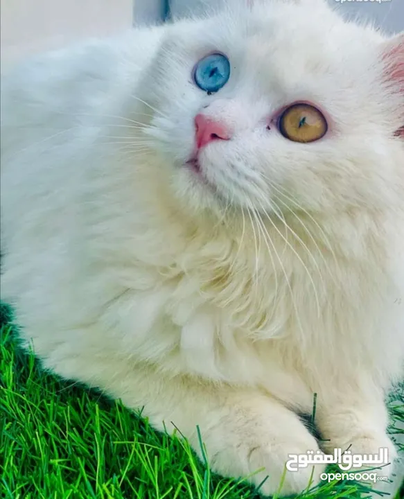 قط شيرازي أبيض