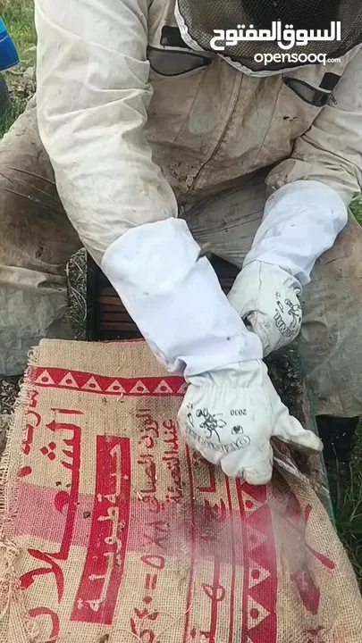 نحل للبيع خلايا نحل للبيع