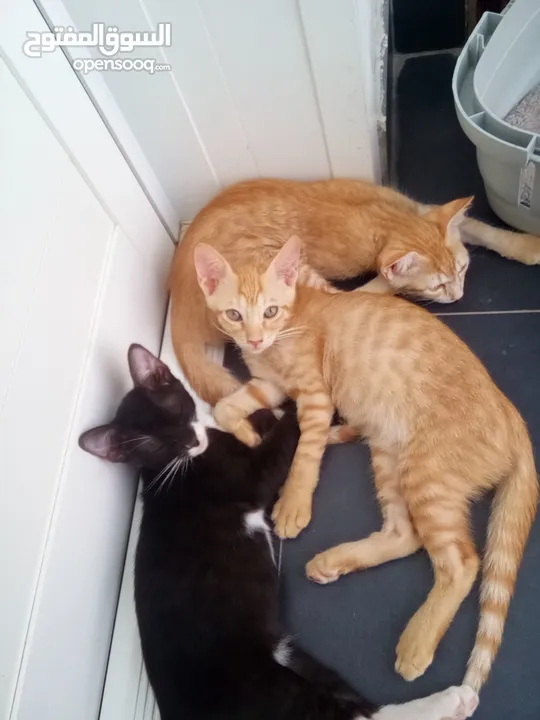 3 cute kitten  for free adoption