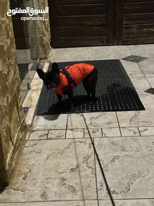 French Bulldog