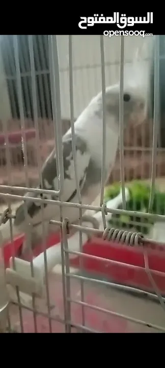 عصفور كوكتيل نوع فيس ذكر اليف