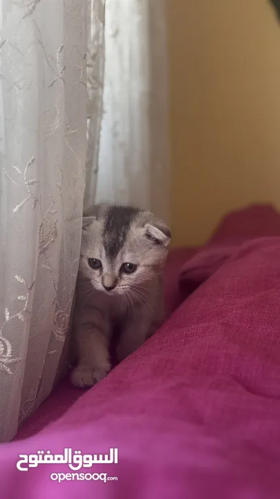 Golden and blue folded Scottish cat  جولدين سكوتش فولد عمر ثلاث شهور مستوى خارق