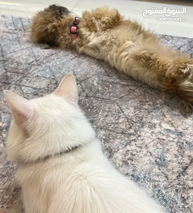 كلب شيتوز مع صديقة القط