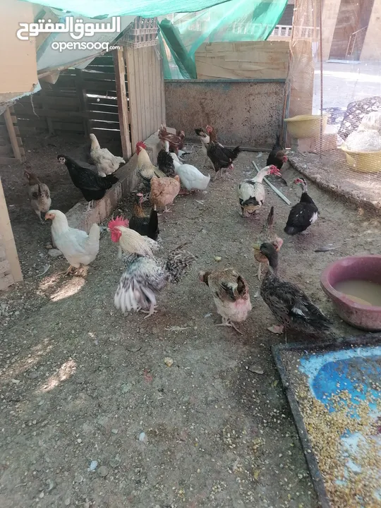 دجااج وبط ووز للبيع