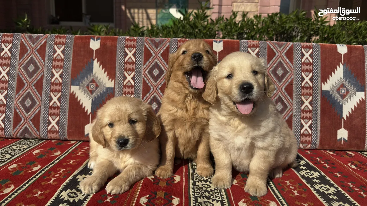 للبيع جولدن ريتريڤر for Sale Golden Retriever