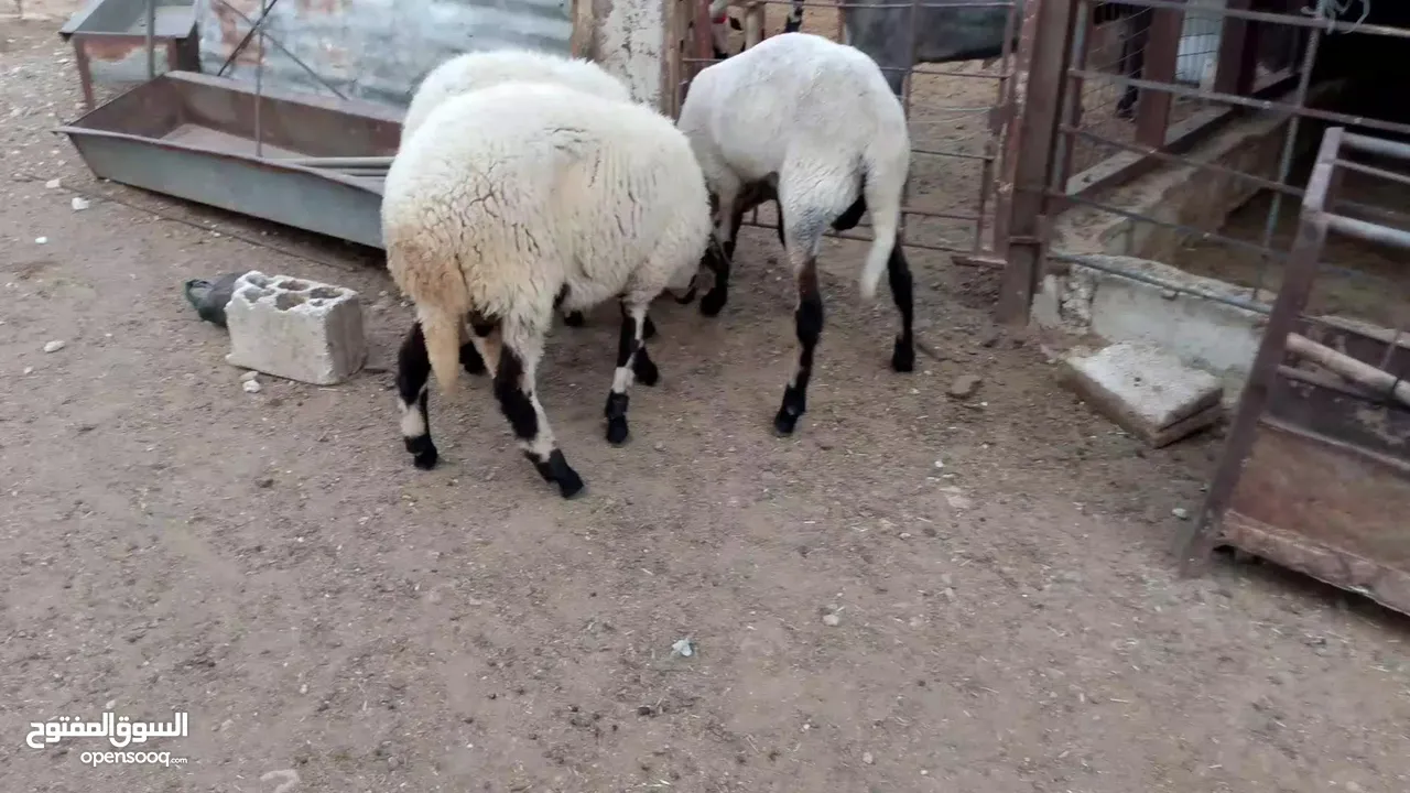 خرفان أضاحي قبرصي للبيع