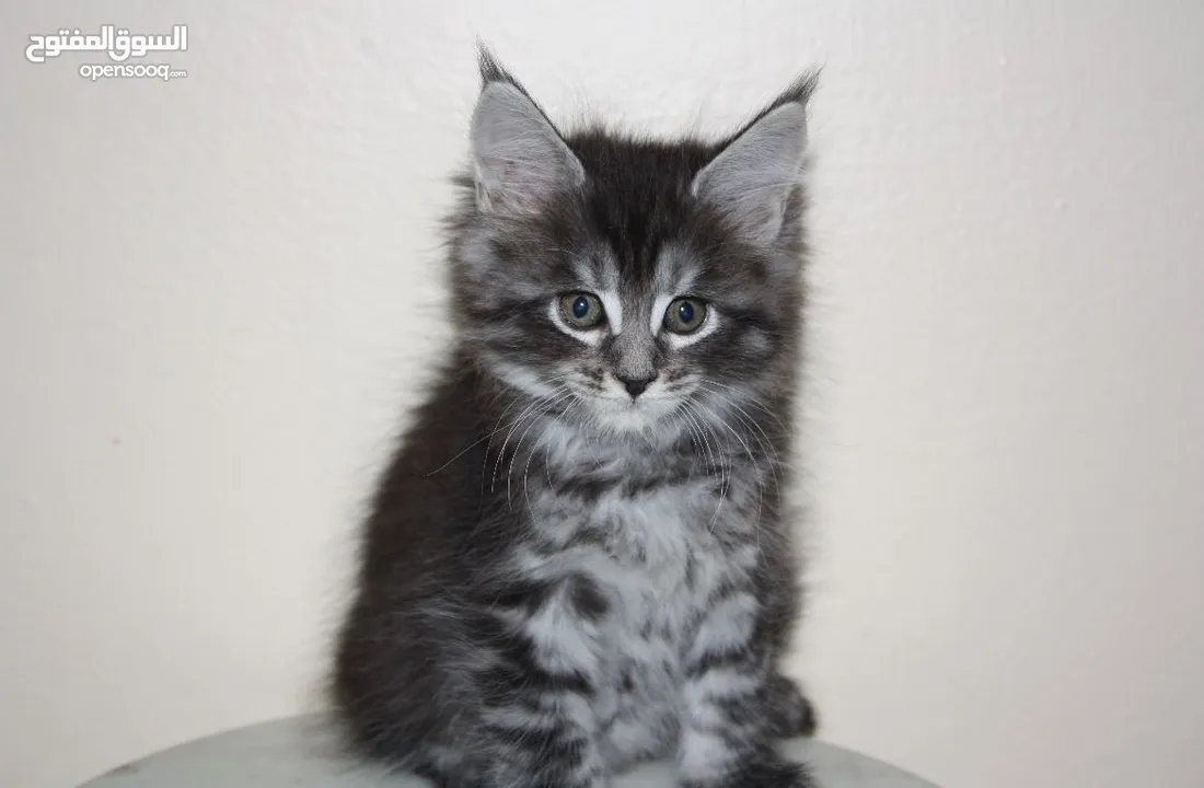 Male$female Main coon