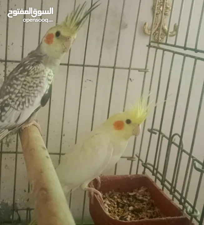 مطلوب جهاز للبدل على طيور. وددفع الفرق او للبدل للتواصل الرقم داخل التفاصيل واتساب