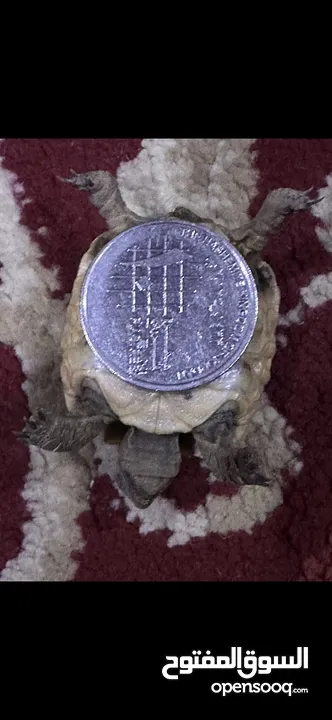 سلاحف بيبي وجمع الاحجام. تربيه مزرعه صحه ونظافه top.  يوجد سلاحف ازواج. موسم تكاثرهم.