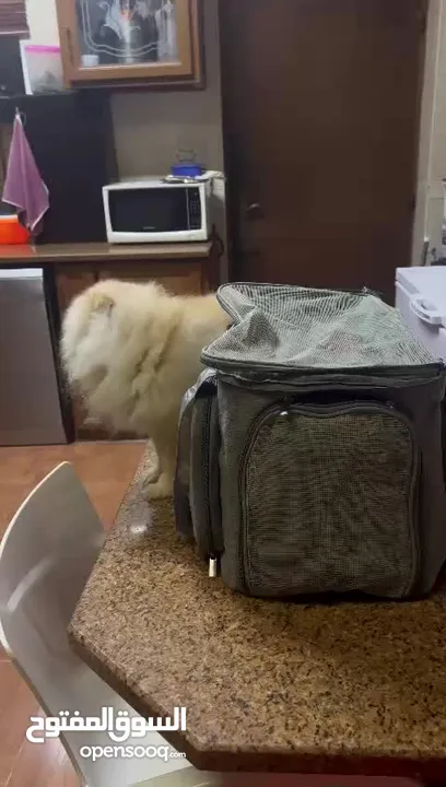 شنت أمريكيه الكلاب