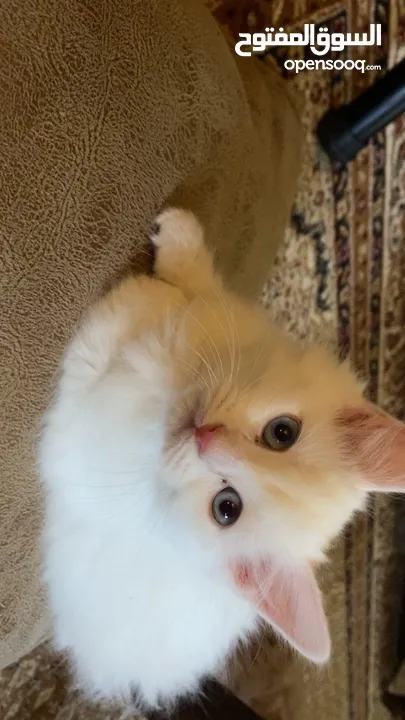 قطط عمر شهرين للبيع شيرازي