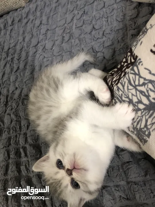 Cute small kitten from British Scottish mother and Persian father