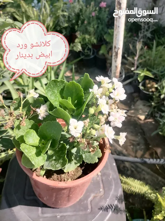 اشتال للبيع يتوفر اشتال منوعه وجميله