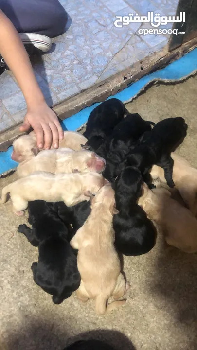 Puppy golden retriever & black retriever