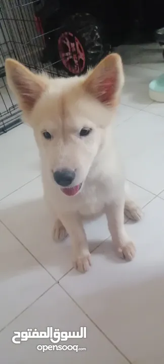 Golden mix with Husky