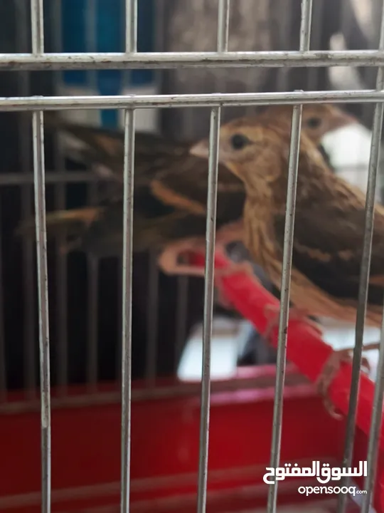 فراخ بندوق حسون عدد 3 فحول باذن الله صحه