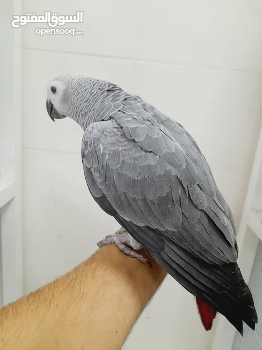 فراخ كاسكو African gray chicks