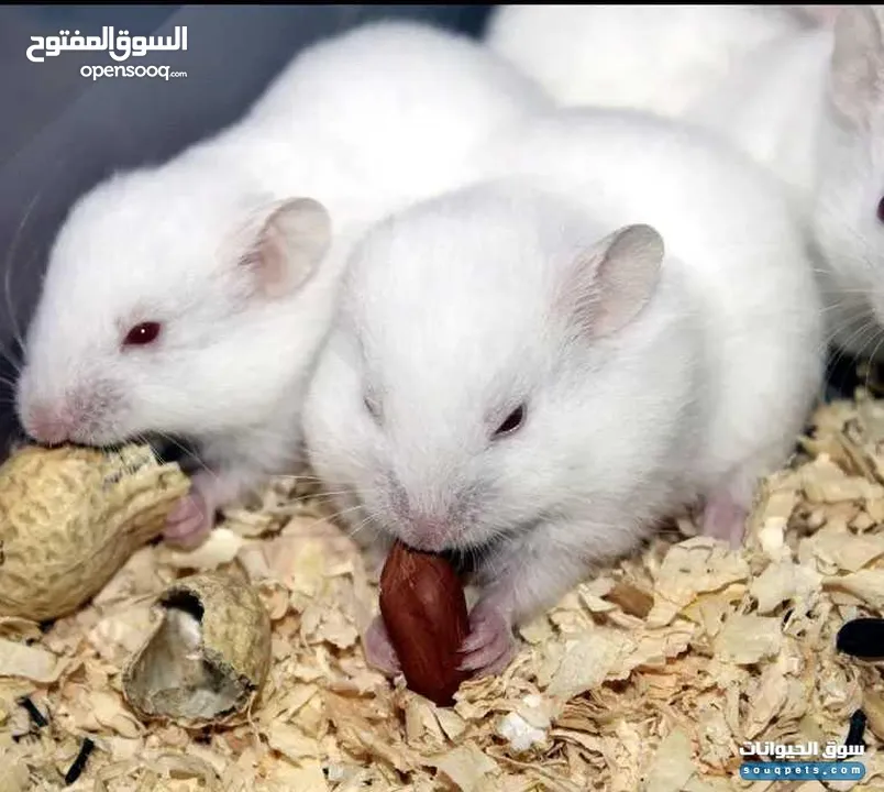 هامستر ابيض سوري