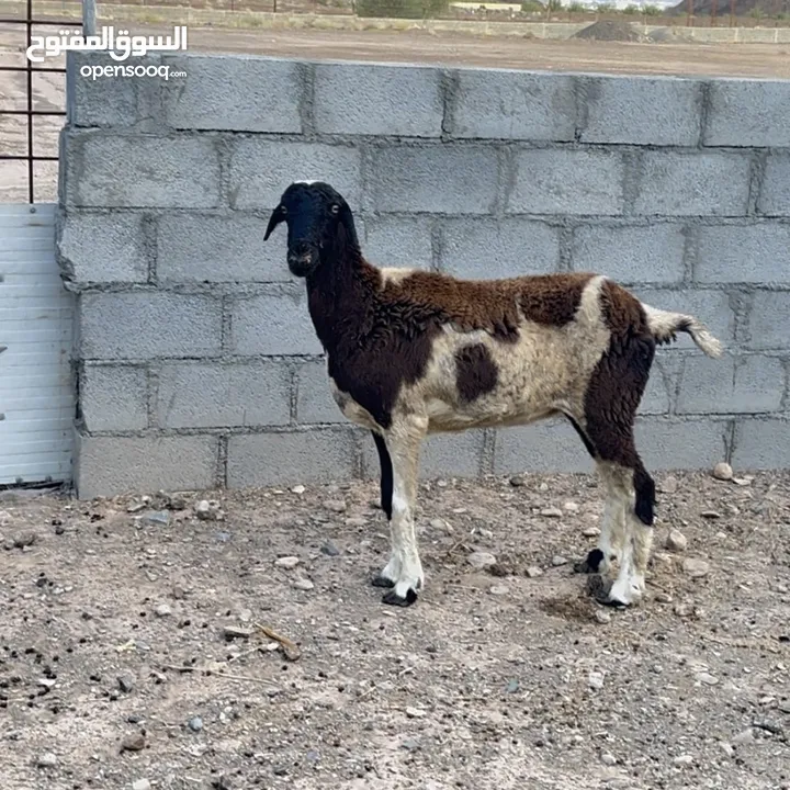 للبيع كبشان و حملات و ثور وشاه تحتها صخله