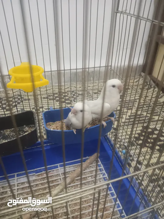 بسم الله ما شاء الله طيور كامل للبيع البيع كامل اقرا الوصف جيدا