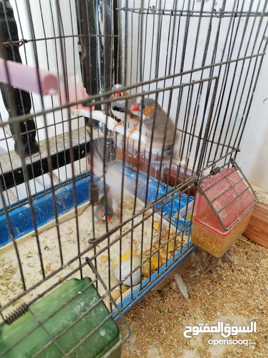 طيور جنة للبيع