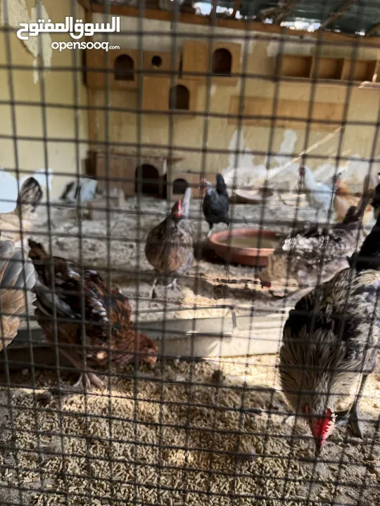 Healthy Egg-Laying Chickens for Sale