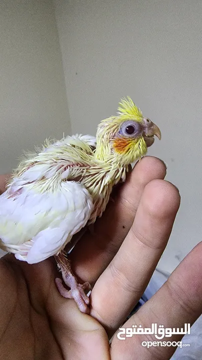 breeding conure available and baby cockatiels