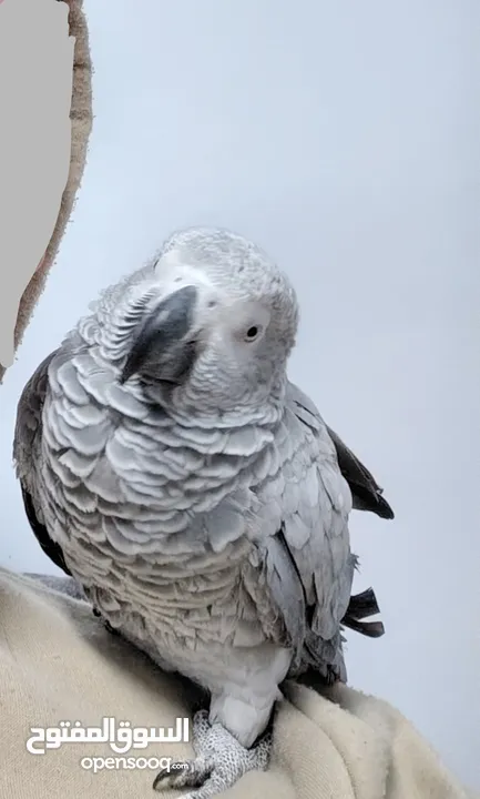 فرخ كاسكو جامبو African Grey