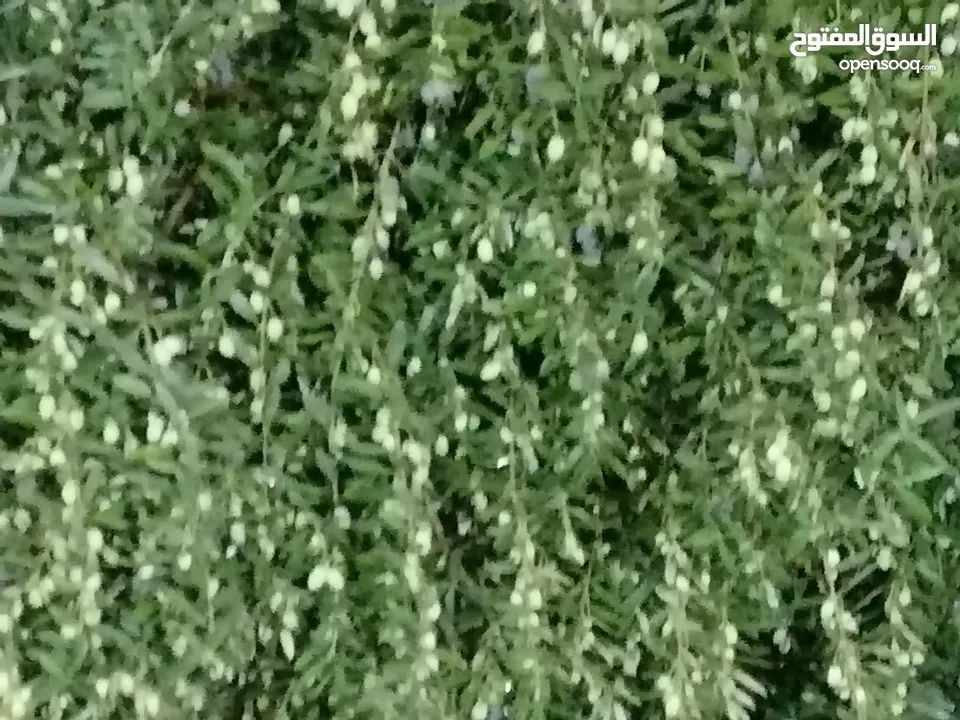 مزرعة مع بيت لقطة للبيع