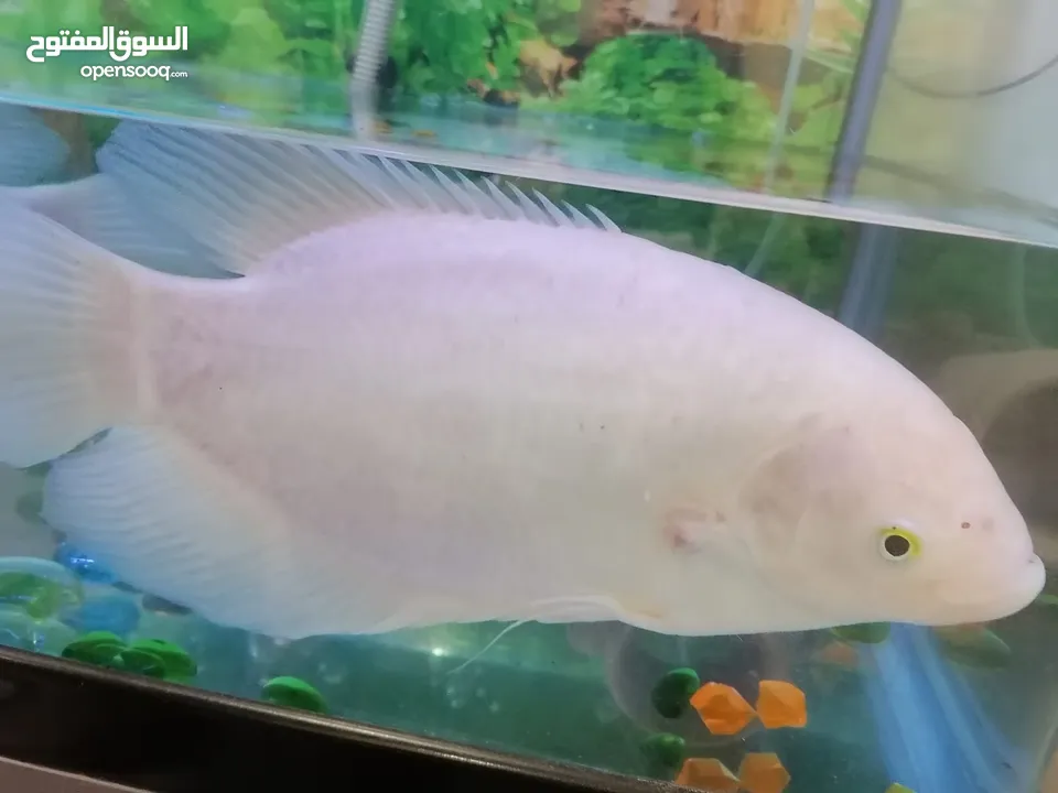 Gourami fish big and small one