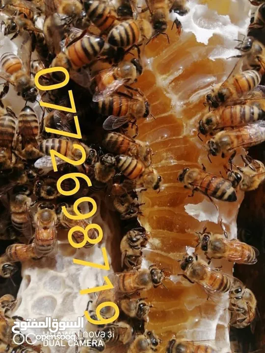 عسل طبيعي بلدي اصلي مضمون ومكفول 100٪؜ من مناحلنا