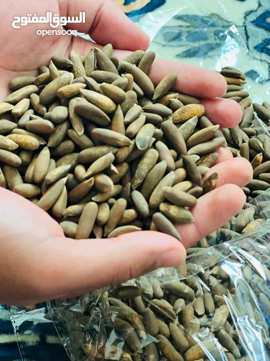 Pine Nuts, صنوبر، جلغوزه