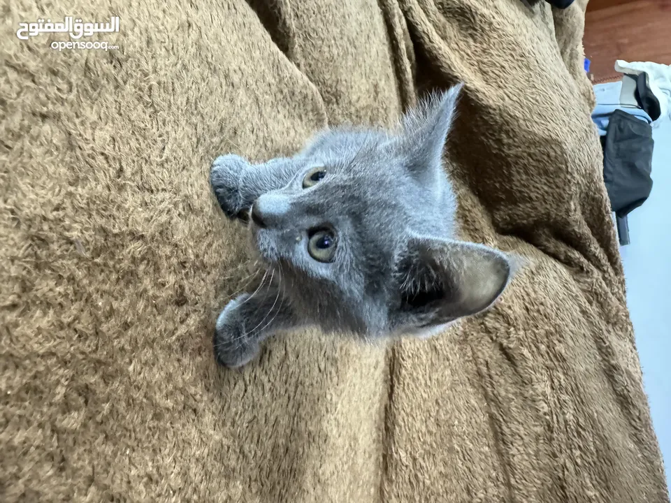 Russian blue  kitten