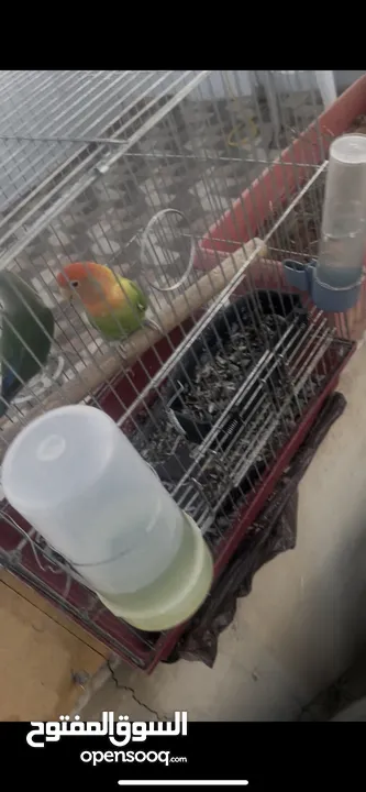 روز ذكر وانثى