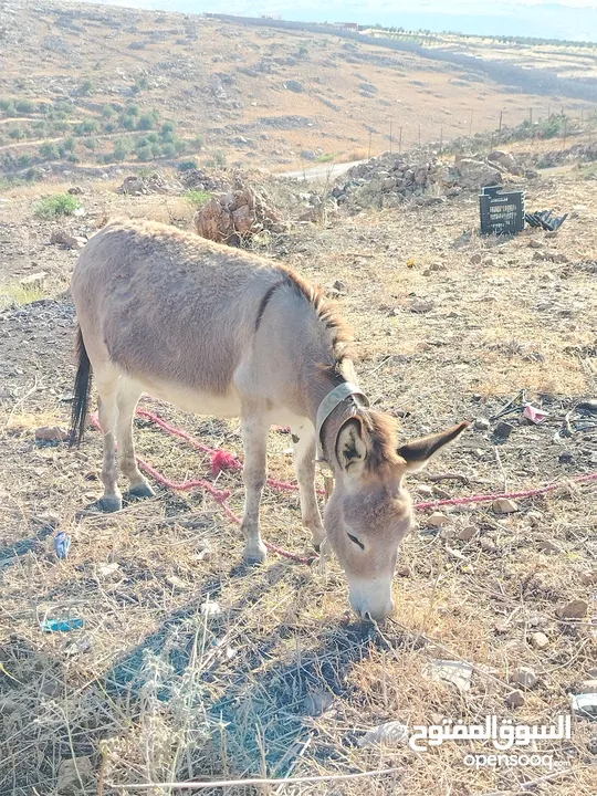 احماره للبيع