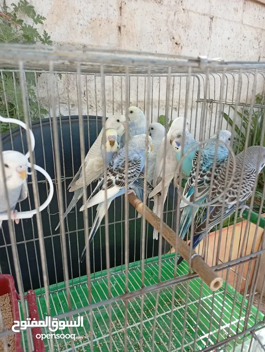 10 طيور حب طفرات جميله ونادرة  تبارك الله