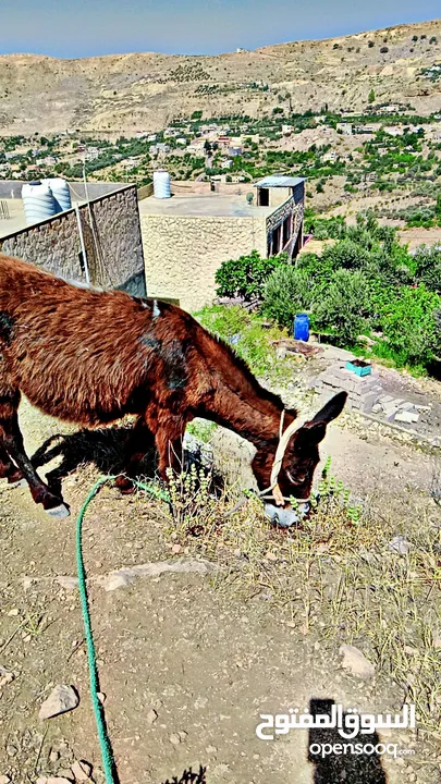 سوق المفتوح