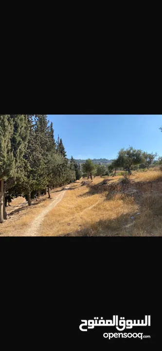 قطعت ارض في أم جوزه دنم و 23 متر (قابل  للتفاوض)موقع رائع الحجر مستورد من نابلس و انبا في 1950